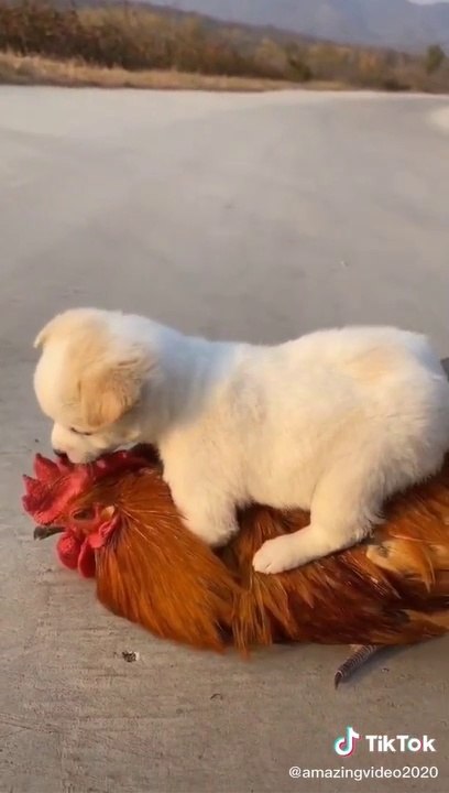 Funny rooster vs dog