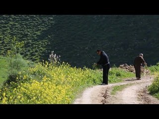 الربيع في شمال الأردن  "اربد - قرية علعال "
