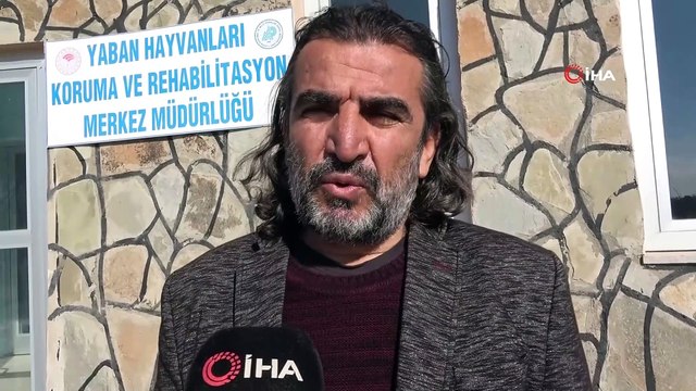 Van’da 500’den fazla yaban hayvanı tedavi gördü