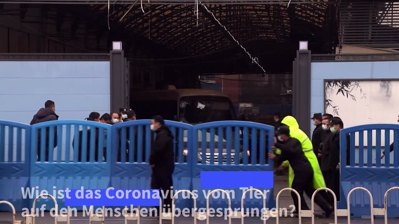 WHO: Tier als Pandemie-Auslöser noch nicht identifiziert