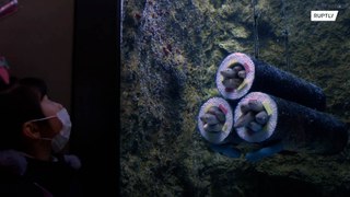 В японском океанариуме для угрей сделали домики в виде роллов