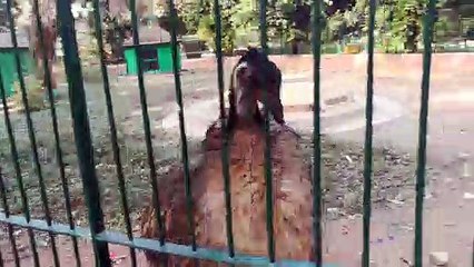 Rarely African Emu Follows Owner Movements