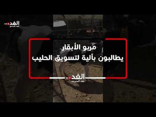 مربو الأبقار يطالبون بآلية لتسويق الحليب