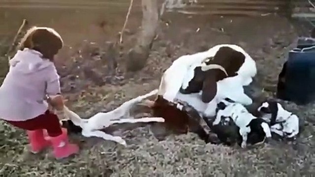 Une petite fille aide une chèvre à mettre bas