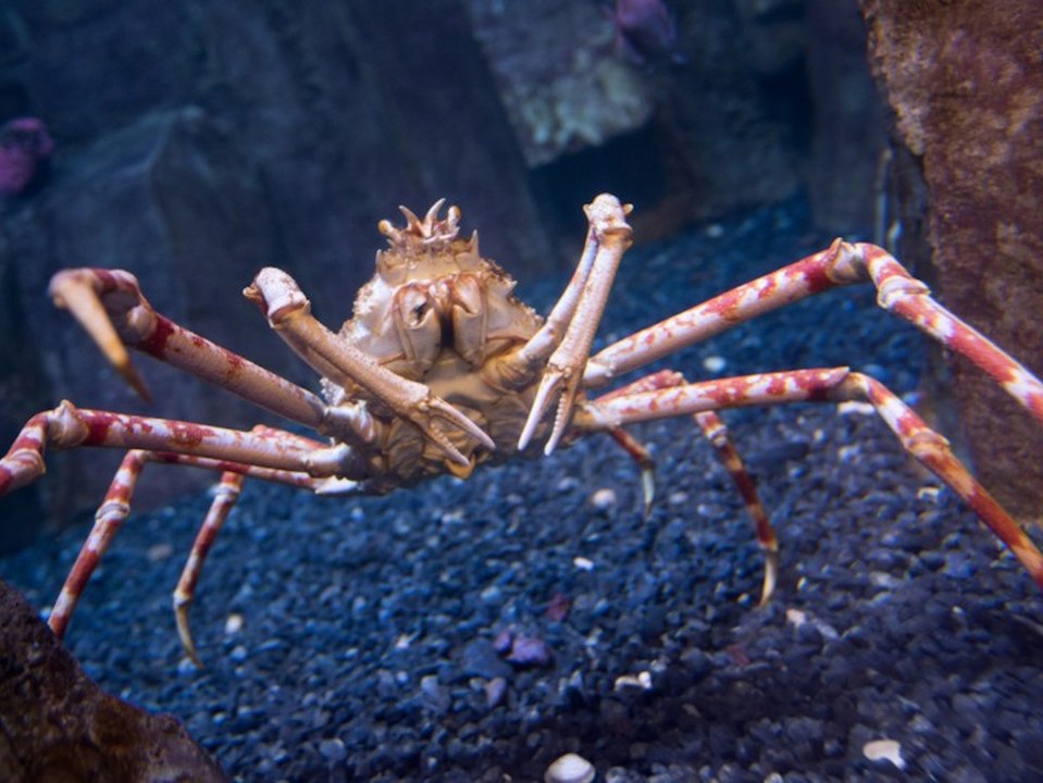 Seespinne zu abstoßend? Britische Fischer wollen Meerestiere umtaufen