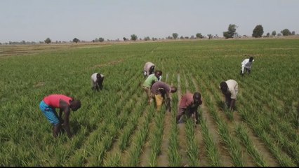 Nigeria rice farmers could face court over unpaid loans