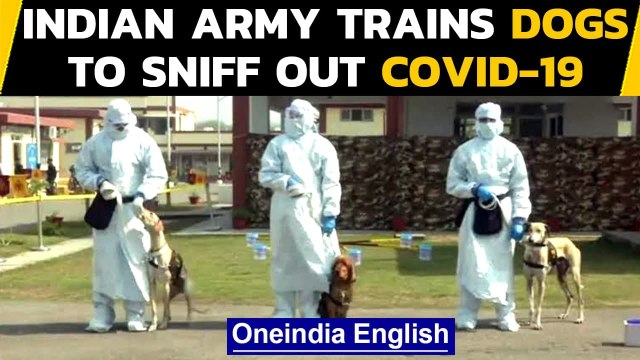 Coronavirus: 2 Indian Army dogs sniff out Covid-19 in seconds: Watch| Oneindia News