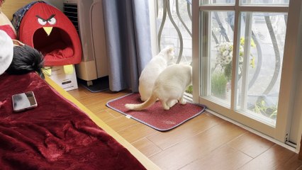 Cat Confused by Sneaky Human