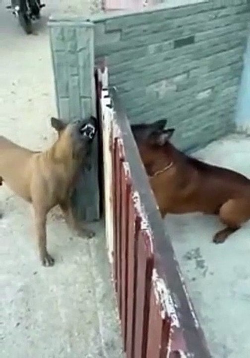 Artisliğin Kitabını Yazan Köpekler Kahkahaya Boğdu