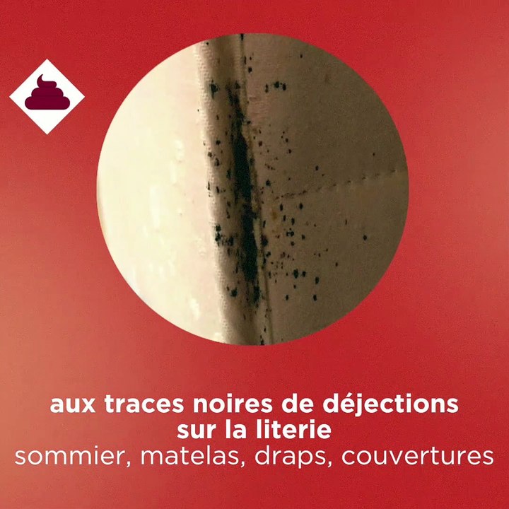 Punaises de lit | épisode 2