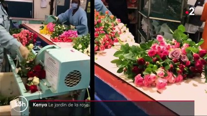 Kenya : au cœur des jardins de roses