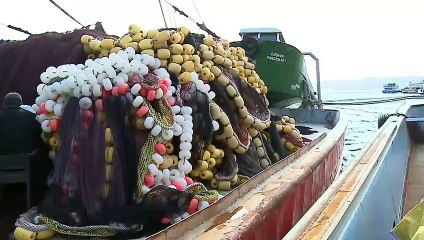 Balıkçıların kabusu: Deniz salyası