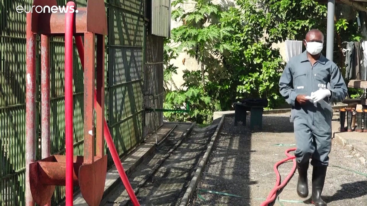 Die Affenschützer von Gabun: Jedes Jahr retten sie 50 Tiere