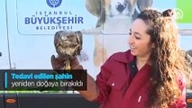 Tedavi edilen şahin yeniden doğaya bırakıldı