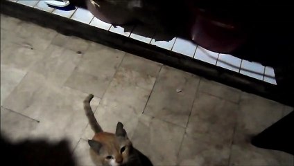 VLOG# 011: MEET MY CAT, GARY. CAN HE RECOGNIZE HIS OWN FACE?