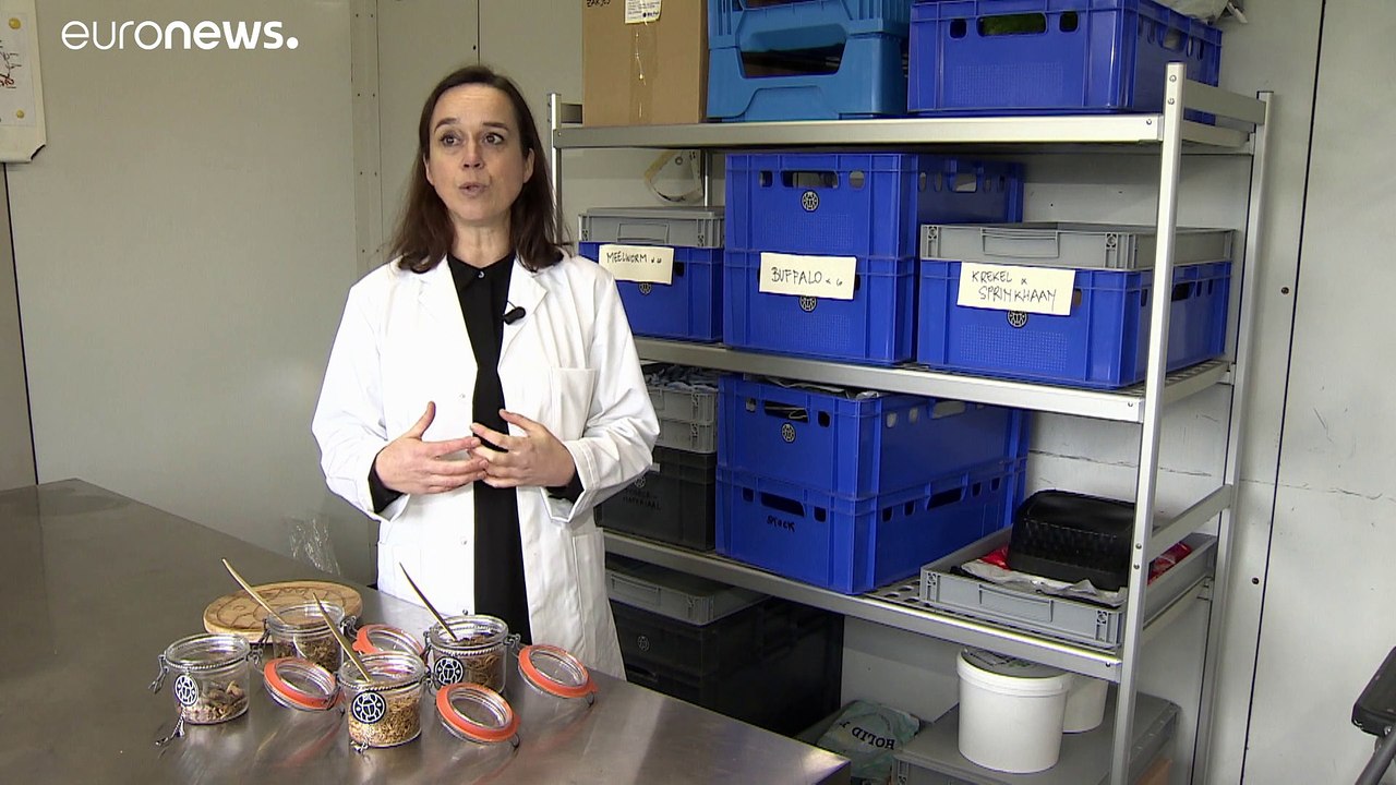 Insekten frisch auf den Tisch