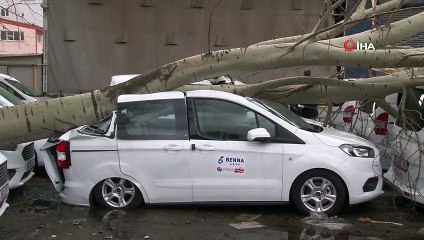 Şiddetli fırtına dev ağacı kökünden söktü, 3 araçta ağır hasar meydana geldi