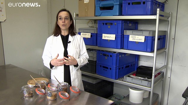 Насекомые заменяют мясо в тарелках европейцев