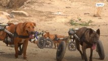 Thai shelter for disabled dogs under threat due to pandemic