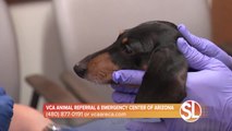 Dr. Jessica Heuss is a criticalist at VCA Animal Referral & Emergency Center of Arizona