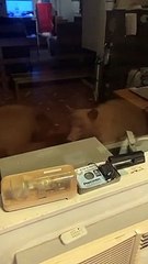 Bears Peering in the Window