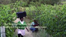 South Africa's wine industry reels from alcohol bans