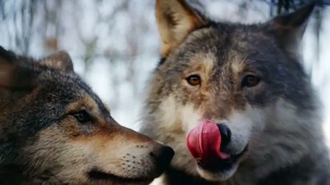 Smart wolves how much I adore and love them