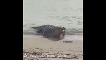 Un crocodile géant vient avaler 2 requins échoués sur une plage (Australie)