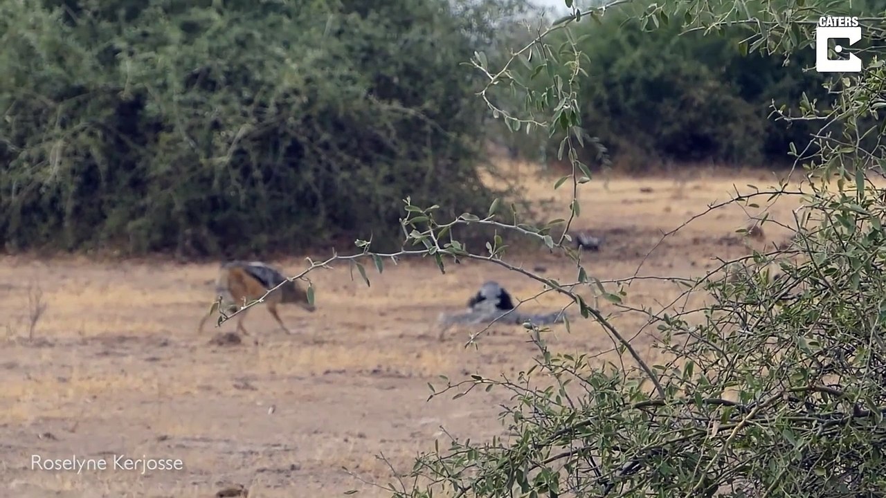 Python, Honey Badger & Jackal Fight Each Other_Full-HD