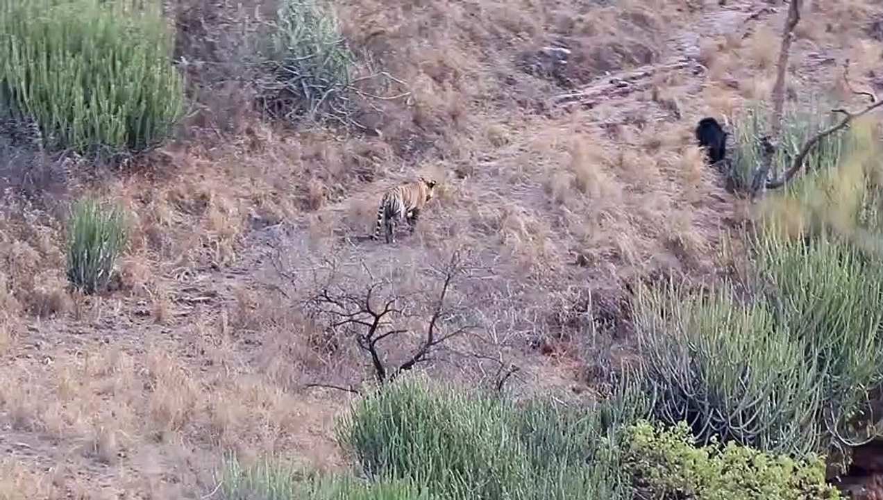 Sloth bear VS Tiger at the Ranthambor national park._Full-HD_60fps