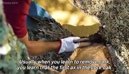 How 40 million cork wine stoppers are harvested a day