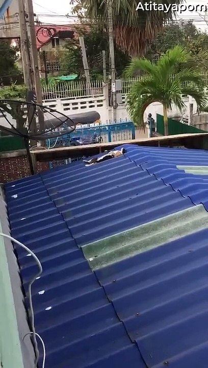 Chill Kitty Sunbathes on Rooftop