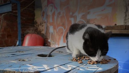 Which Human Food Can Cats Eat?