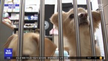 [뉴스터치] 동물 학대범, 최대 징역 2년→3년