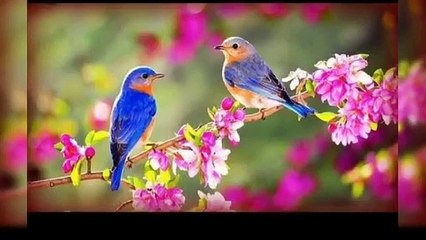 Forest birds singing #relaxation #soothingmusic #stress #Relaxing