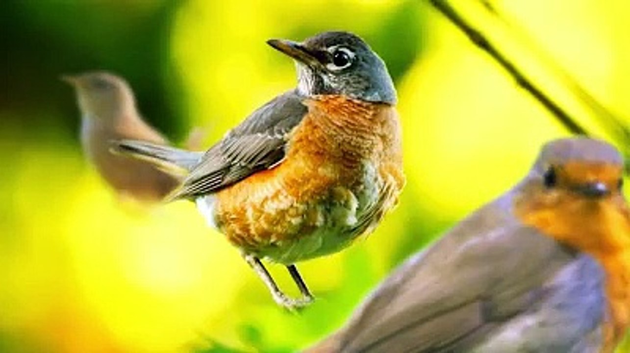 Forest birds singing #relaxation #soothingmusic #stress #Relaxing
