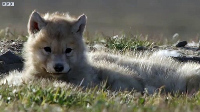 Wolf Pack Hunts A Hare _ The Hunt _The best and amazing vedio.