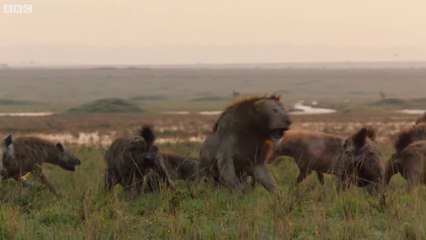 Lion Trapped by Clan of Hyenas _ Dynasties _.