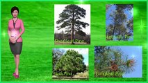 1 Beautiful Arkansas Pine Tree