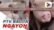 #PTVBalitaNgayon | DA, naglaan ng P27-B para tulungan ang mga commercial hog raiser na apektado ng ASF