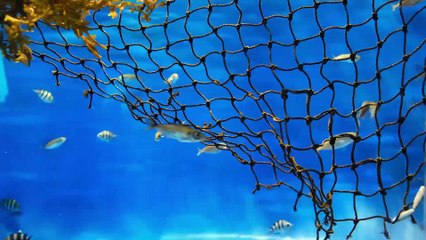 Relaxing Music for Stress Relief. Dolphin singing. Soothing Music for Meditation, Therapy, Sleep