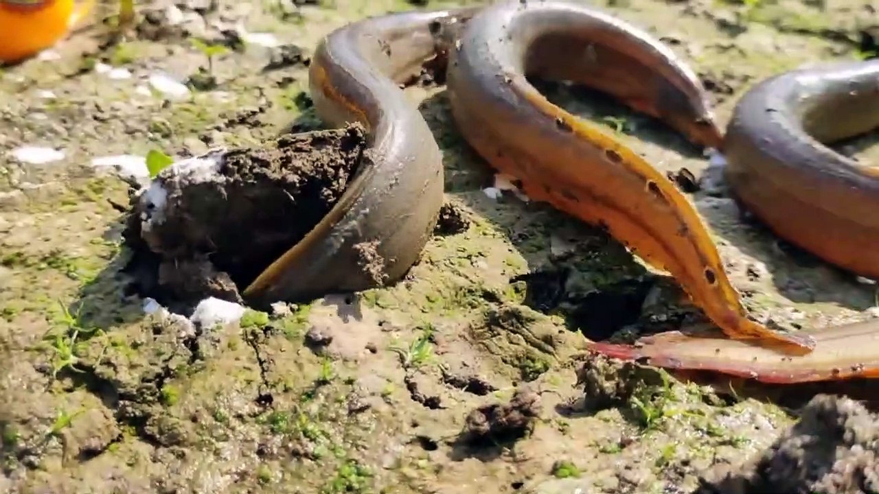 Unbelievable Fishing Technique _ Best Vaam Fishing With Fishing Oil _ Underground Fish Come Out _Creativevilla