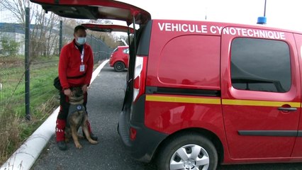 Hunde lernen Corona-Infizierte aufzuspüren