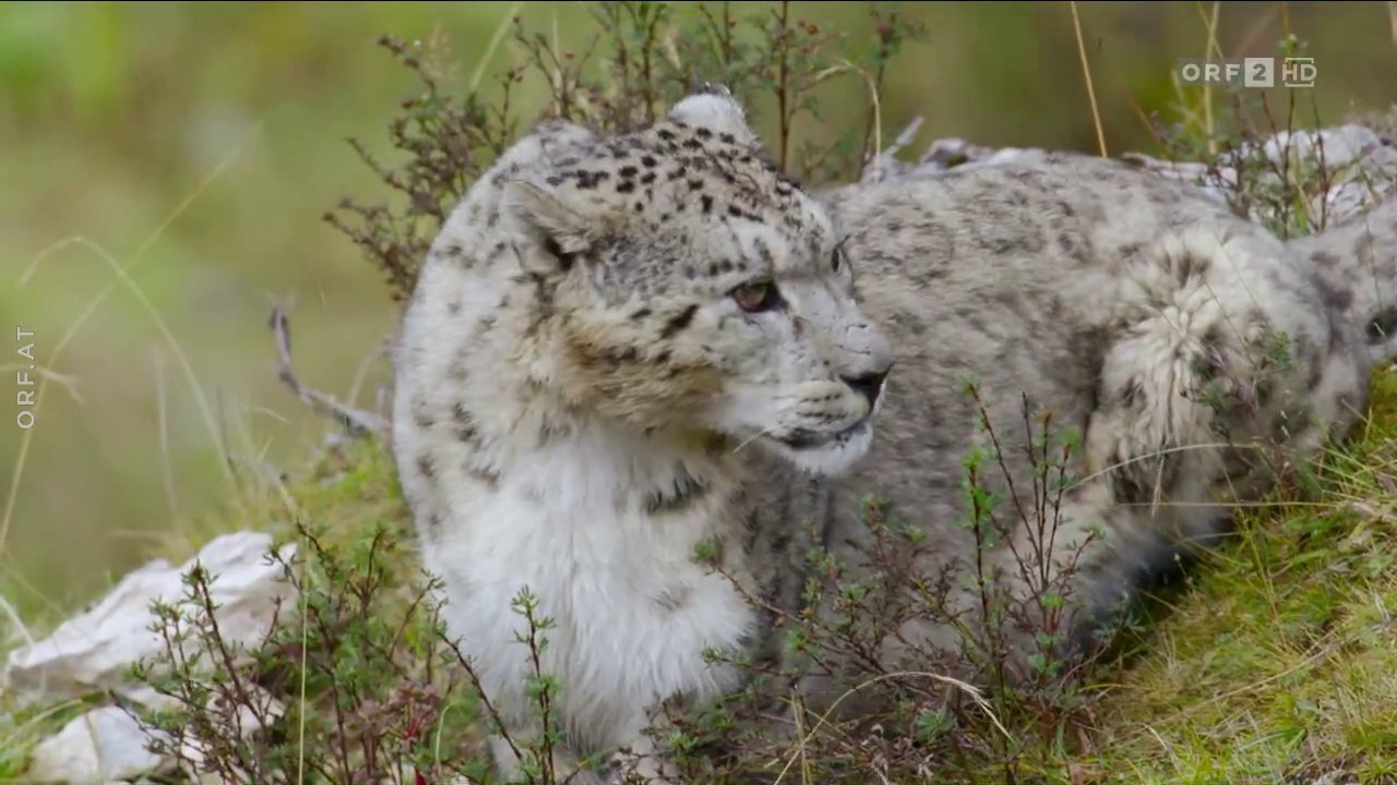 Im Tal der Schneeleoparden