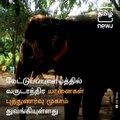 48 Days Rejuvenation Camp For Temple Elephants Begins At Mettupalayam