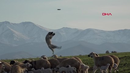 Kangal köpeğinin, 5 metre yüksekteki dronu kapma anı kamerada