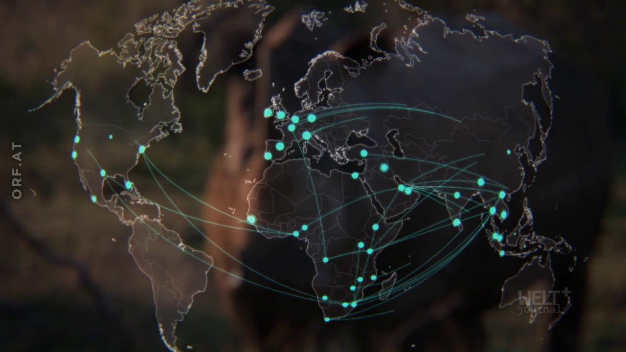 Nashorn-Jagd - illegales Milliarden-Geschäft