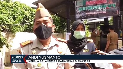 Balai Karantina Musnahkan Bibit Pembawa Hama Tanaman Ilegal