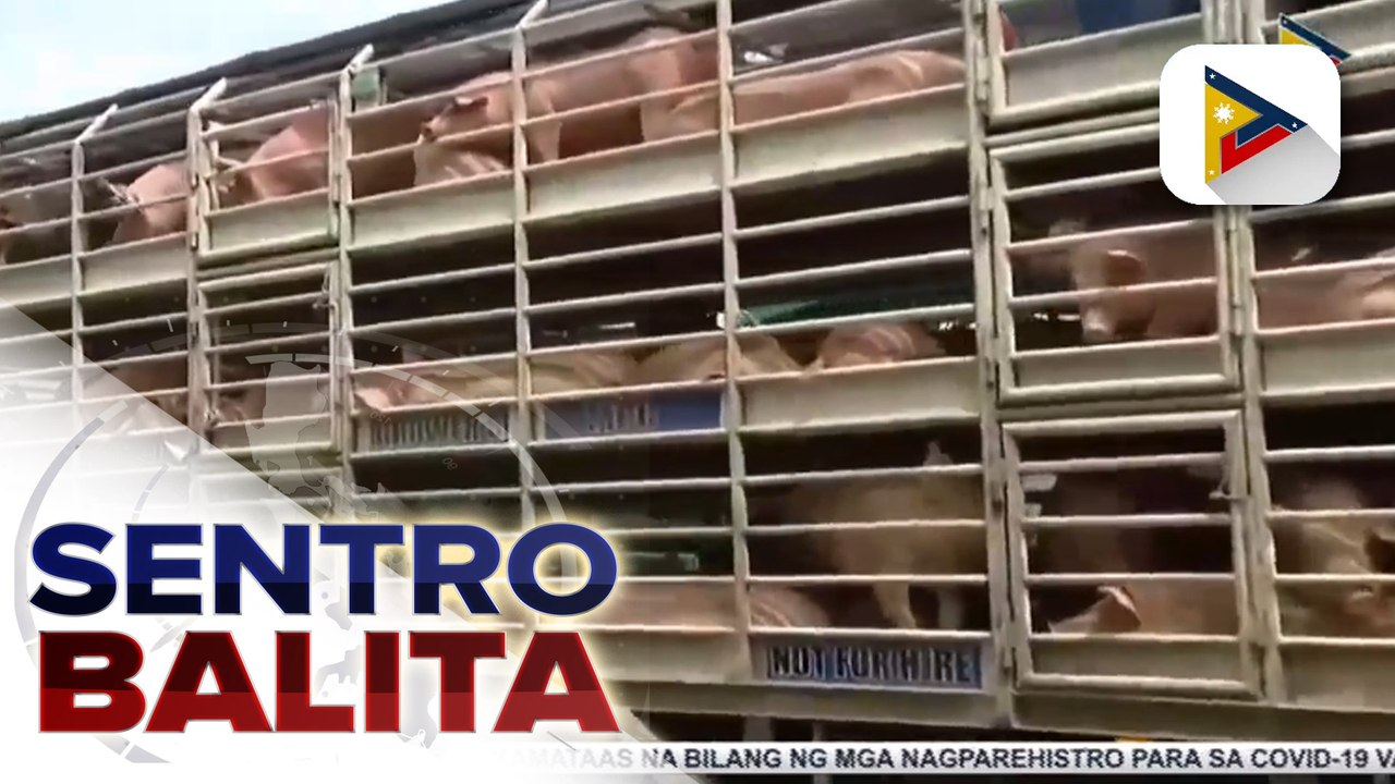 Mga baboy mula South Cotabato, dumating na sa Antipolo City