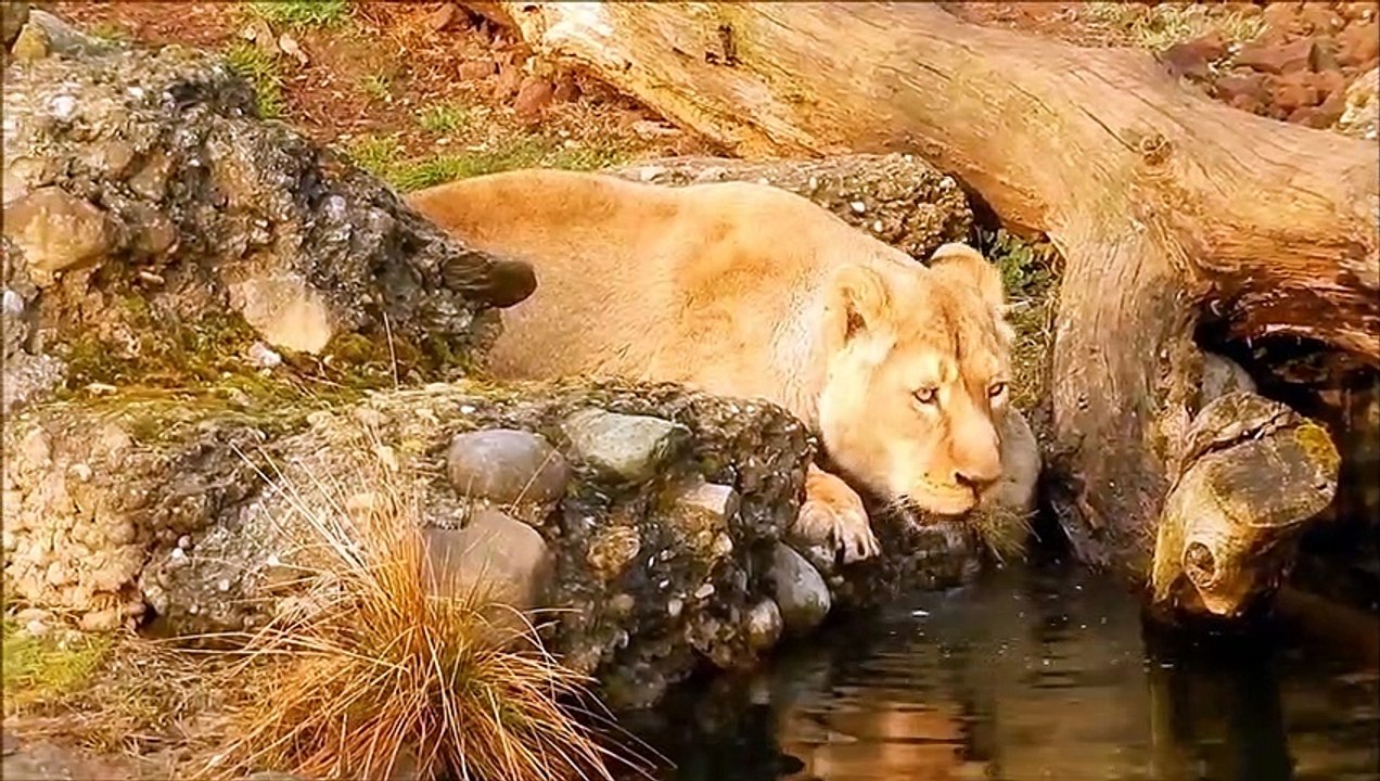 Wildlife Video _ Animals Video _ Best Animals compilation 2021 _ Forest Animals _Full-HD_60fps